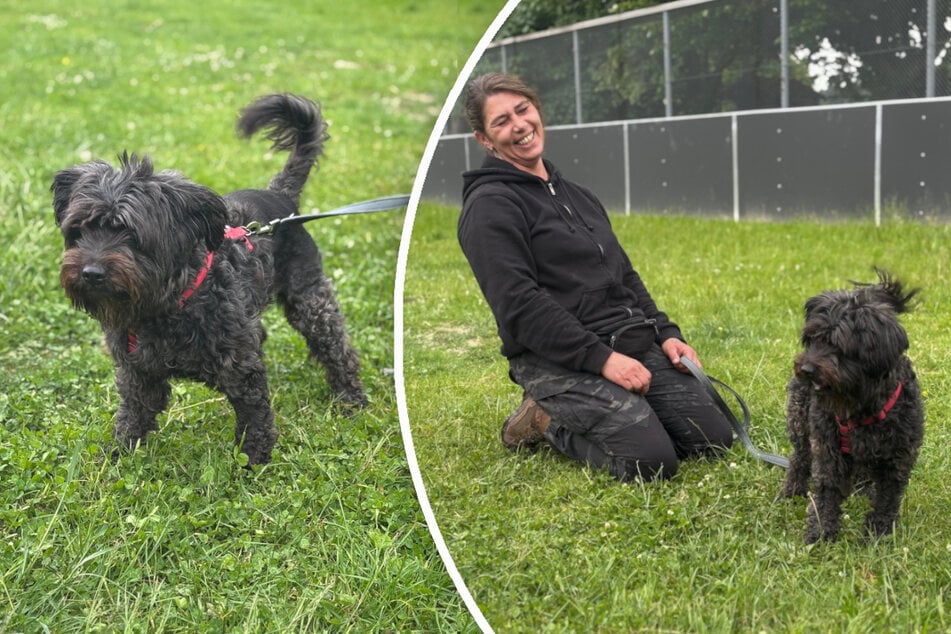 Wenn Lili Vertrauen gefasst hat, zeigt sie sich als loyale Begleiterin, berichtet das Tierheim.