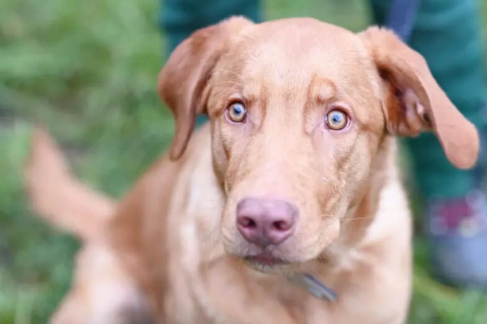 Der hübsche Hund wartet seit Anfang Dezember auf seine zweite Chance.