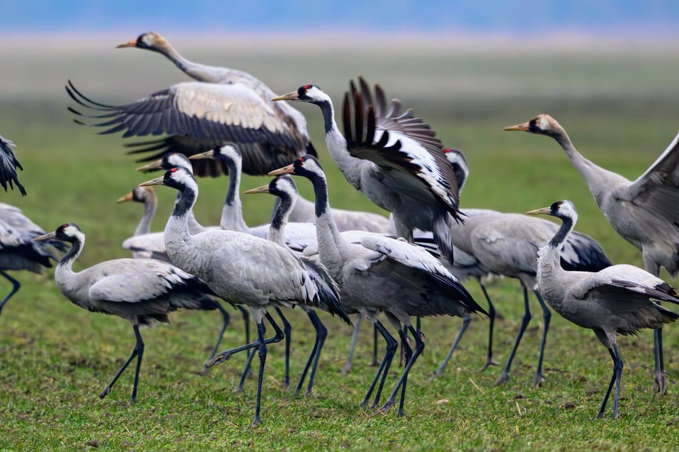 Die Kraniche fliegen zu ihren Brutgebieten in Ostdeutschland und in Nordeuropa.