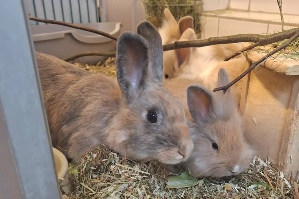 Králíčci netrpělivě čekají na láskyplný domov.