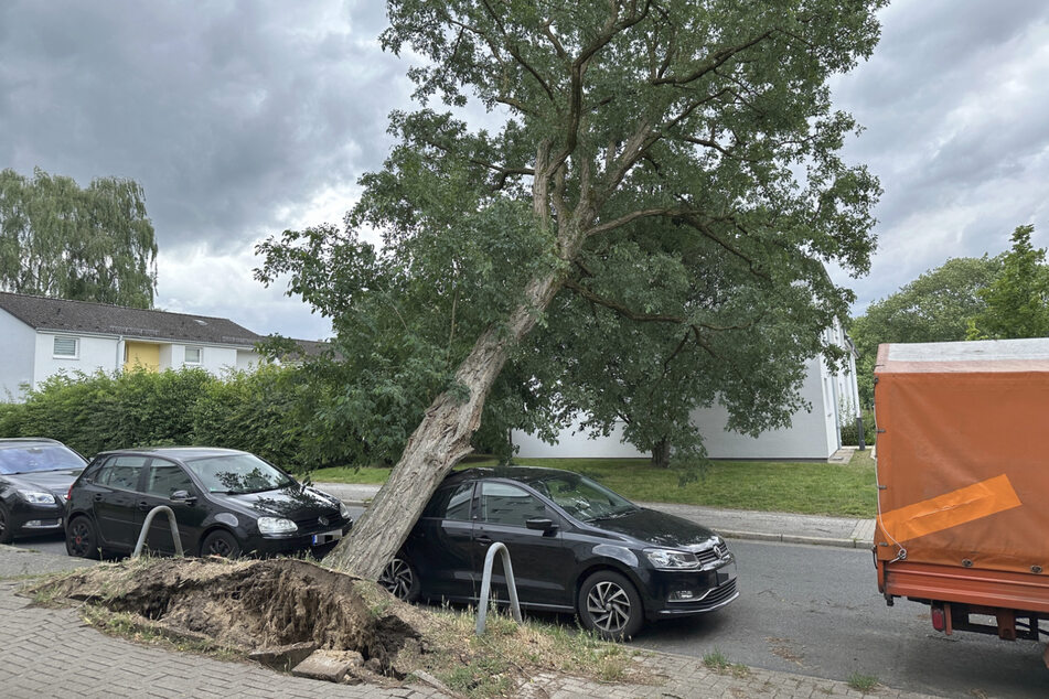 Im Hamburger Stadtteil Harburg riss es einen Baum samt seiner Wurzeln aus den Angeln. Laut Informationen habe sich langsam das Pflaster des Gehwegs gehoben und der Baum knallte auf das Auto. An dem Wagen entstand ein großer Sachschaden.
