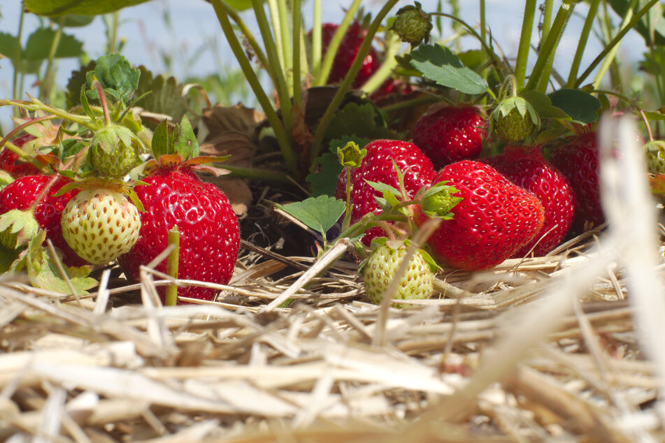 Damit die Erdbeeren nicht faulen, kann man die Erde mit Stroh bedecken.