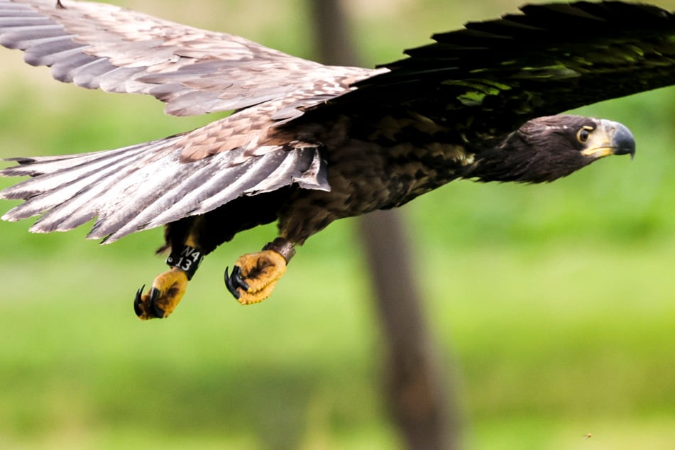 Sehr selten: Diese Vögel sind wieder in Thüringen heimisch