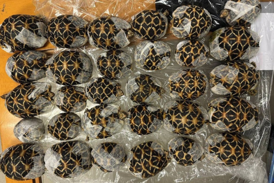 30 Schildkröten fanden die Beamten, eine starb.
