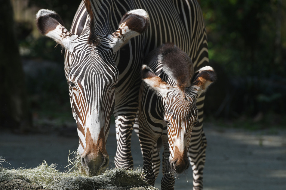 Grevyzebras sind die größten der heute lebenden Zebras.