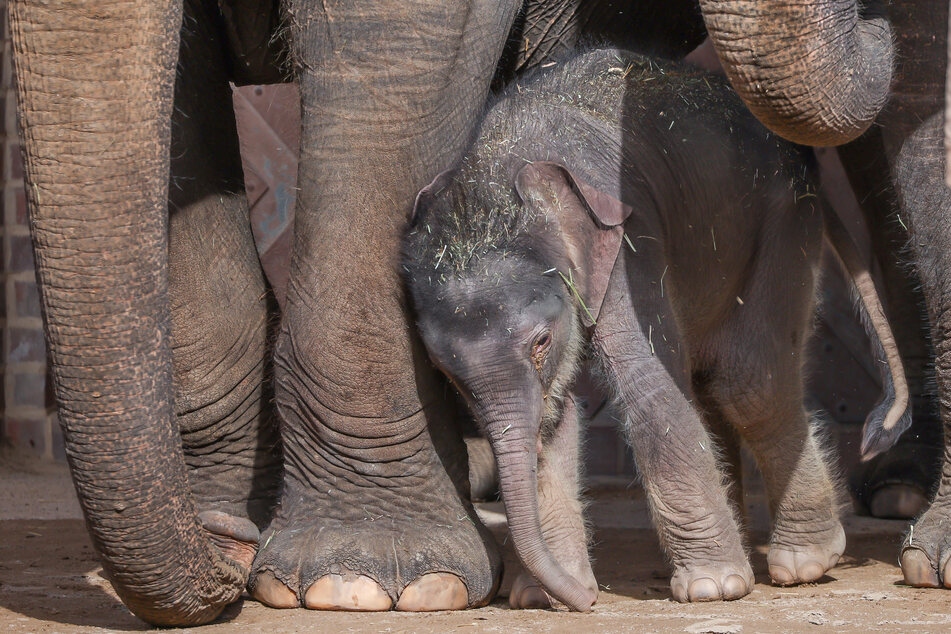 Dem am 25. September geborenen Baby-Elefanten geht es weiterhin prächtig.