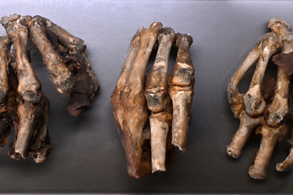 In Saalfeld zeigt das Stadtmuseum den mumifizierten "Schwurfinger" eines Eidbrechers aus dem 17. Jahrhundert.