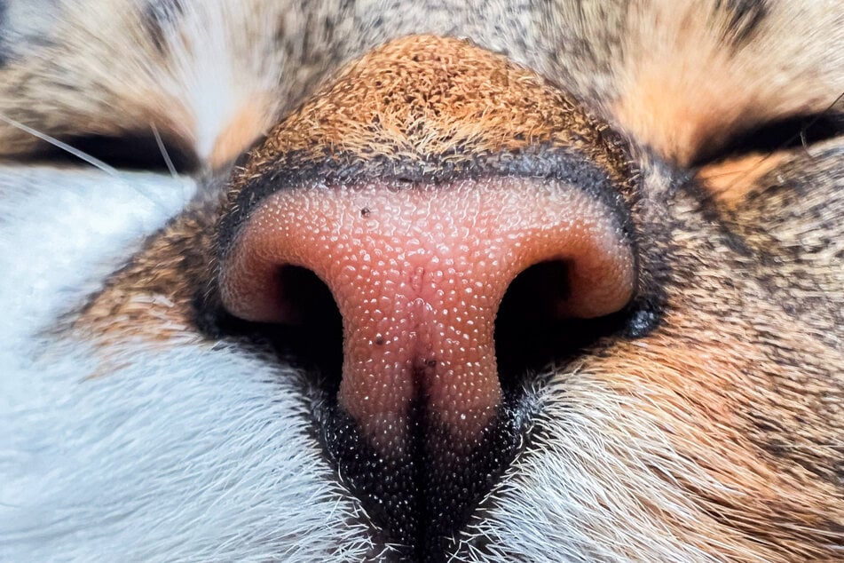 Die Katzen sollen allesamt bald eine Familie finden. (Symbolbild)