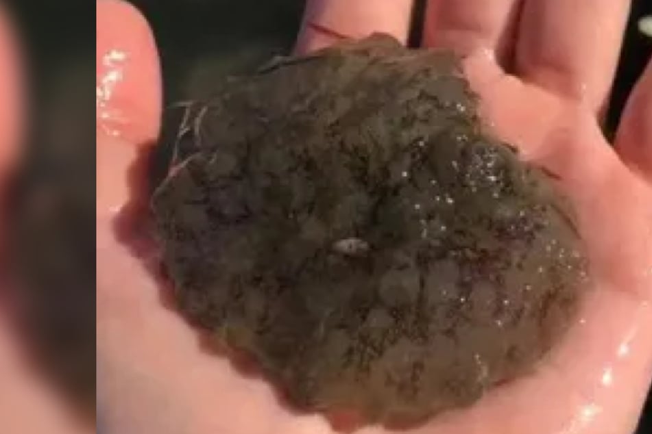 Blob-like creature found in Texas waters confuses Facebook users
