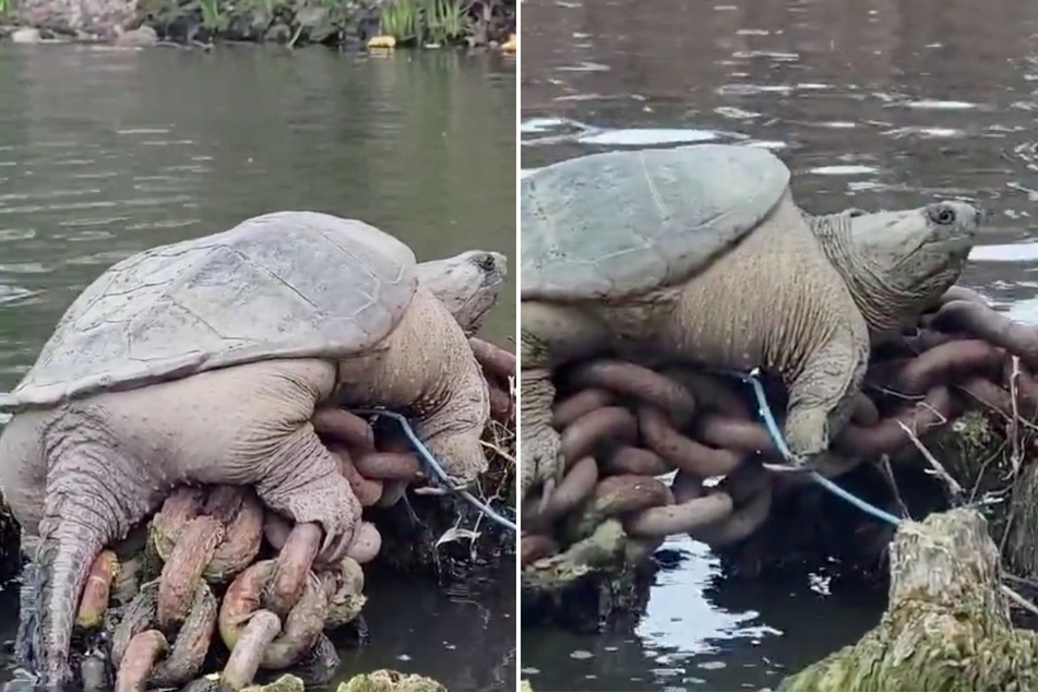 A big snapping turtle dubbed Chonkosaurus wows the internet.