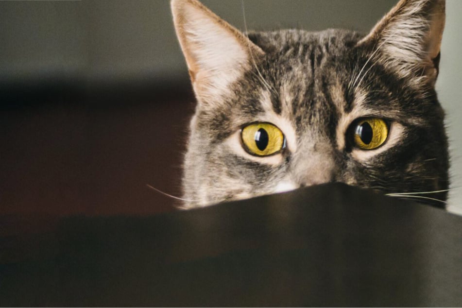 Games to play with your cat: 10 great indoor games for cats
