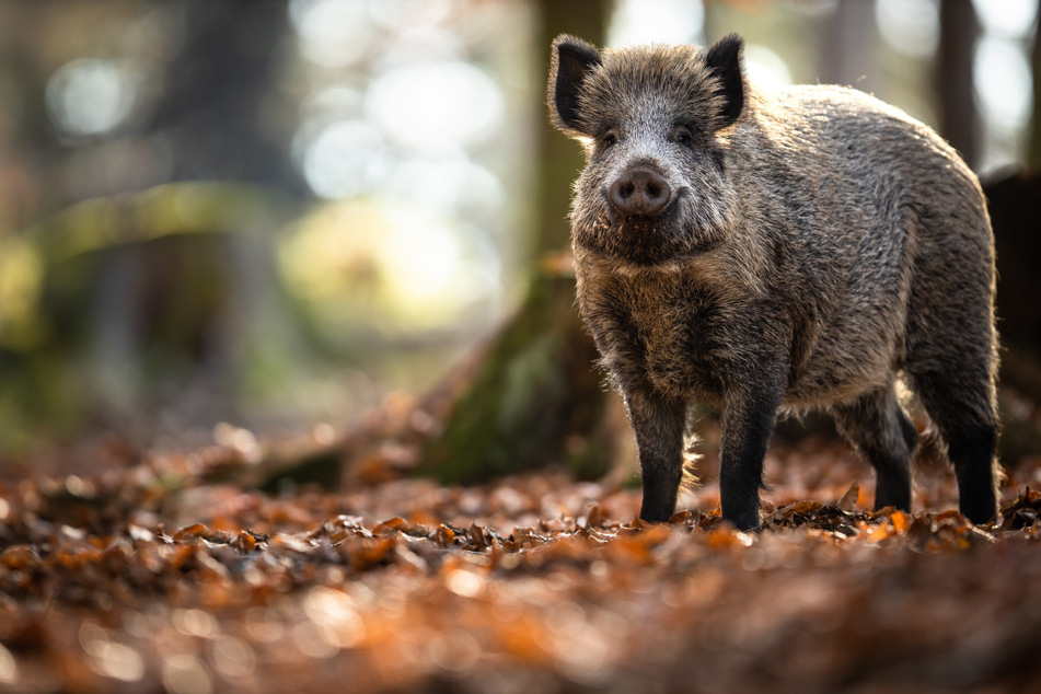 Ein Wildschwein hat sich in Niedersachsen in ein Kleidungsgeschäft verirrt. (Symbolbild)