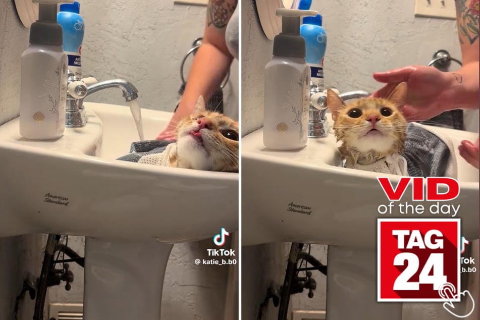 This orange kitty was not happy with his owner for giving him a bath!