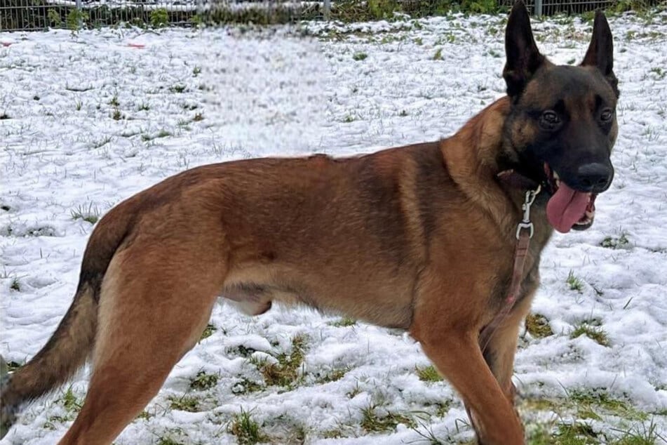 Malinois-Rüde Jamie aus dem Hamburger Tierheim sucht ein liebevolles Zuhause.