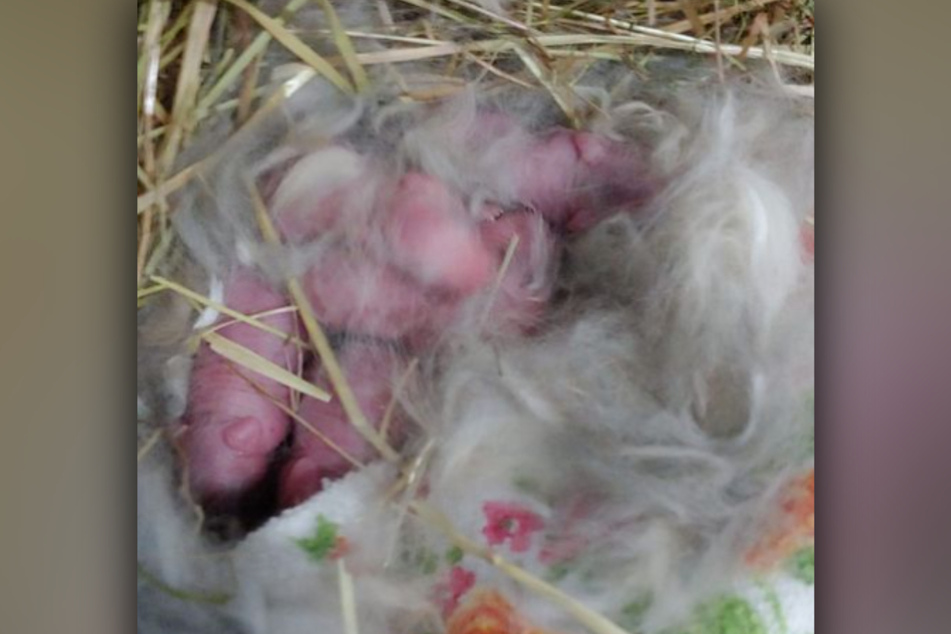 Im Tierheim Troisdorf sind sechs kleine Kaninchen zur Welt gekommen. Leider haben nur fünf von ihnen die ersten Stunden überlebt.