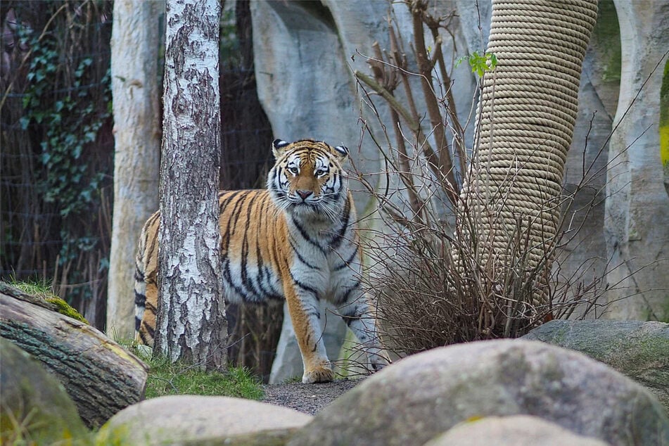 Die Tigerdame Yushka hatte noch nie Nachwuchs.