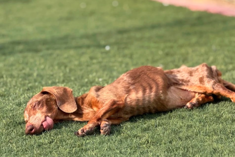 Slinky schien bereits dem Tode geweiht, doch der adoptierte Hund beweist Durchhaltevermögen.