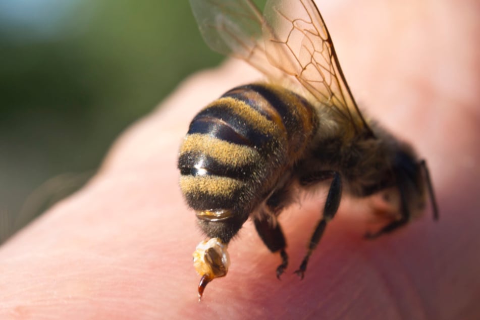 Was tun bei einem Bienenstich? So handelt Ihr richtig!