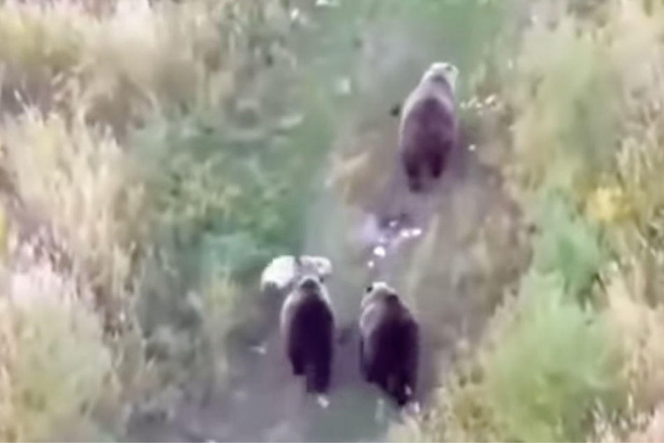 The fearless dog walks through the forests of Kamchatka with a whole family of brown bears.