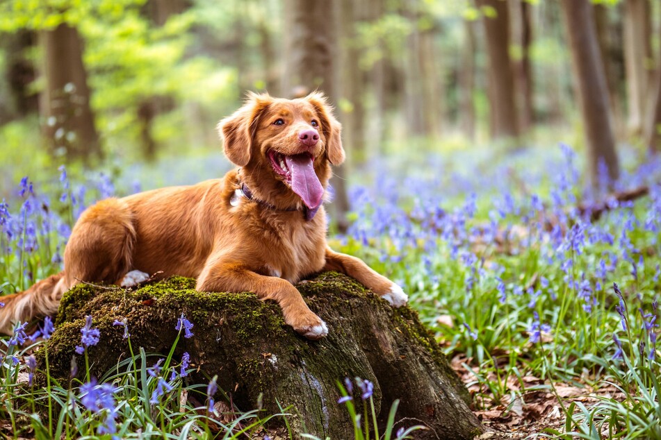 Dogs pant more in the summer, which is a good thing, because that's how they "sweat."