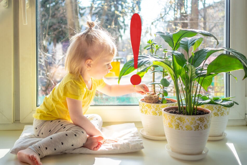 Einige Zimmer- und Gartenpflanzen können für Kinder äußerst gefährlich werden.