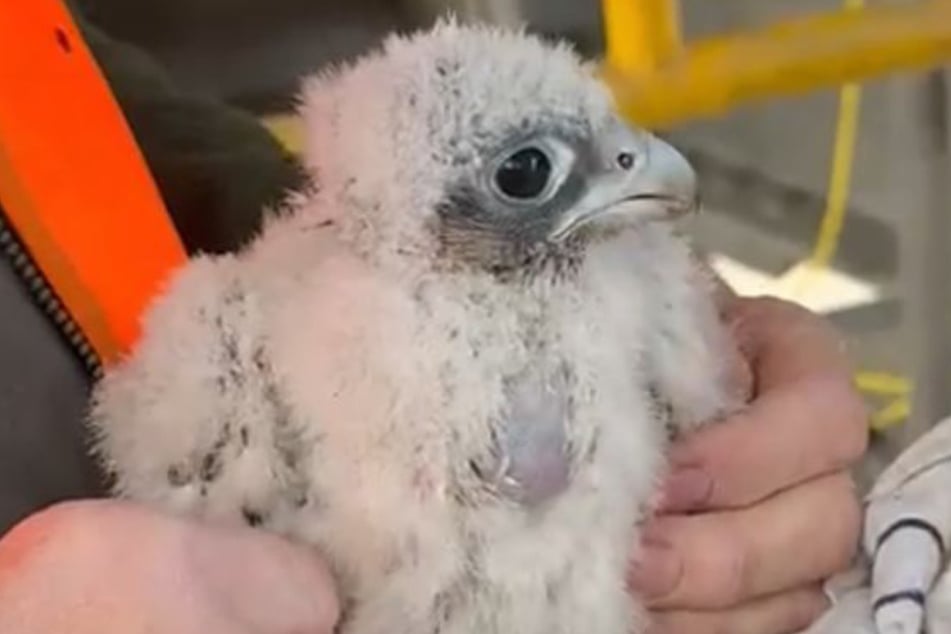 Der Baby-Wanderfalke war aus seinem Brutkasten gefallen.