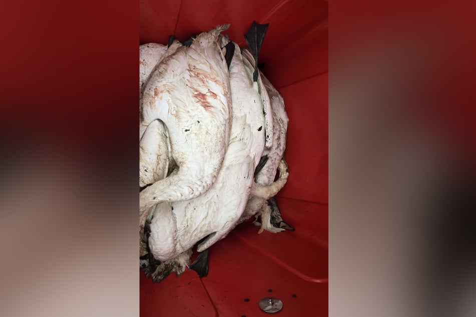 Bereits am Montag wurden einige tote Tiere aus dem Wasser geborgen. Die übrigen Kadaver wurden am Dienstag beseitigt.