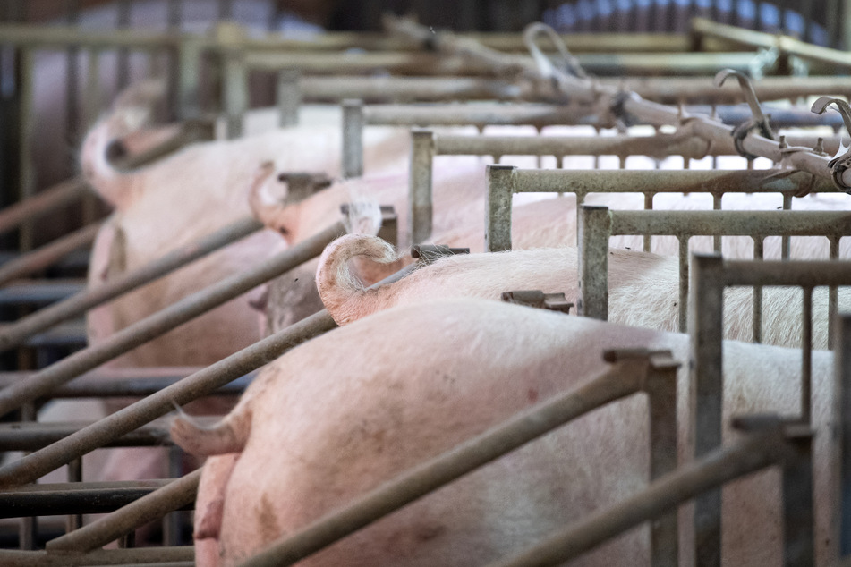 Viele bayerische Schweinehalter sind finanziell in schwerer Bedrängnis - wegen sehr niedriger Erzeugerpreise bei gestiegenen Kosten. (Symbolbild)