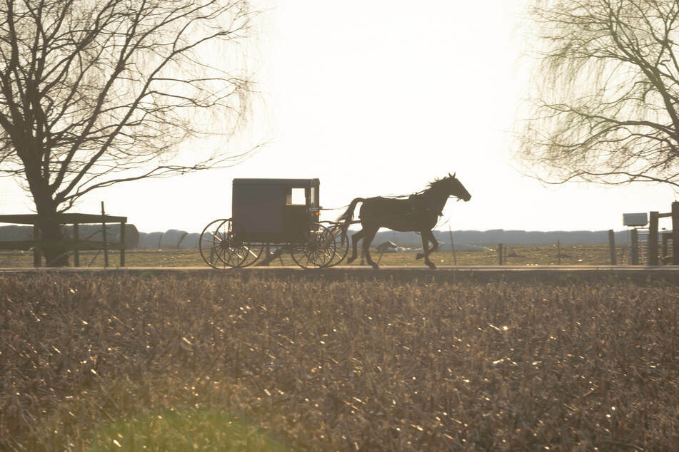 Im Landkreis Oberallgäu ist ein Pferd mit einem Sechsjährigen durchgegangen. (Symbolbild)