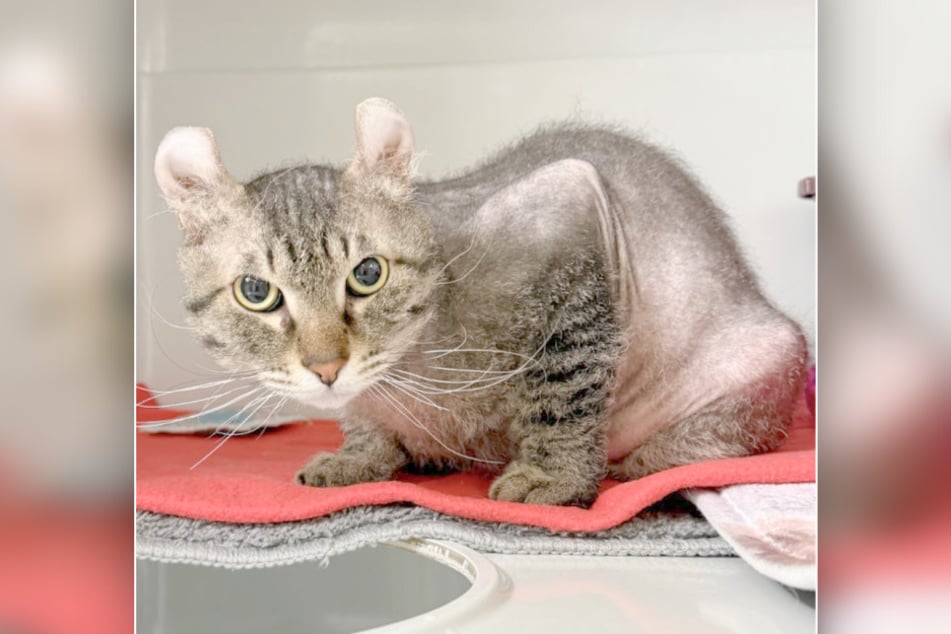 Tento nový příchozí v útulku Dellbrück na chvíli vyvolal otázky.