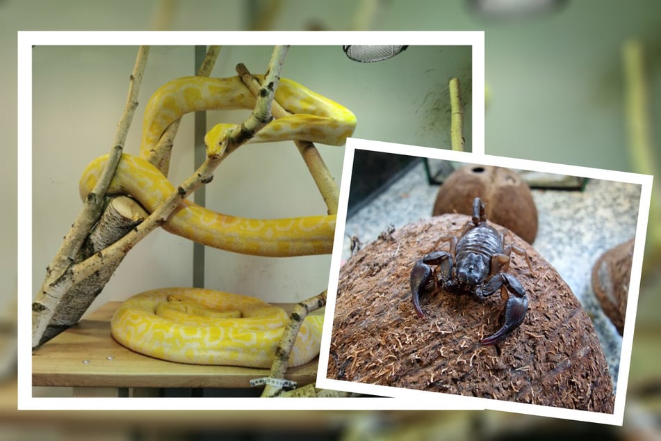 Sowohl der Tigerpython, als auch der Skorpion kamen beide als Fundtiere ins Leipziger Tierheim. Nun suchen sie nach einem neuen Zuhause.