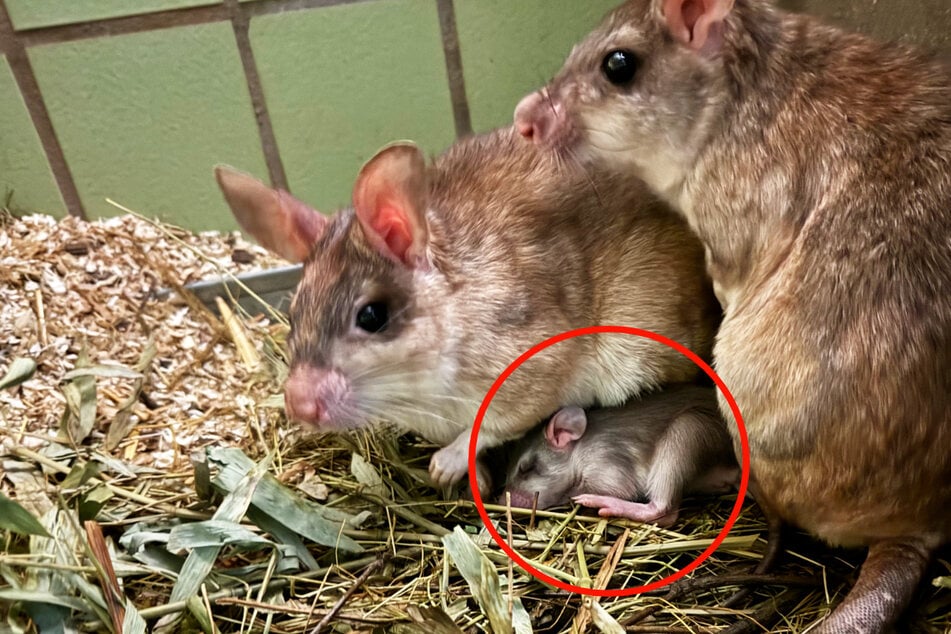 Eine vom Aussterben bedrohte Art: Die Madagaskar-Riesenratten im Frankfurter Zoo haben Nachwuchs bekommen.
