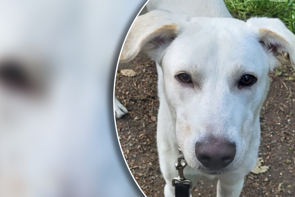 Herzlos an Parkbank in Köln ausgesetzt: Junger Hund wurde seinem Schicksal überlassen