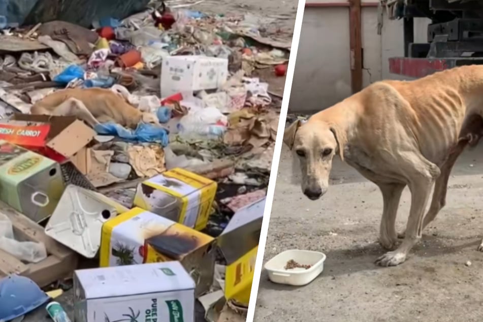 Žena zachraňuje zanedbaného pouličního psa: „Jedno z nejlepších rozhodnutí, která jsem kdy učinila.“