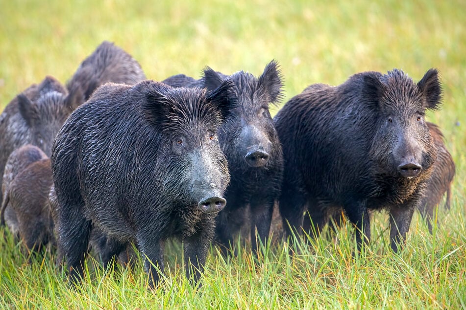 Ob sich die Wildschweine in dem Wildnisgebiet blicken lassen?