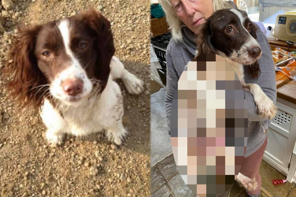 Missing dog found after almost a year – family horrified at what happened to her