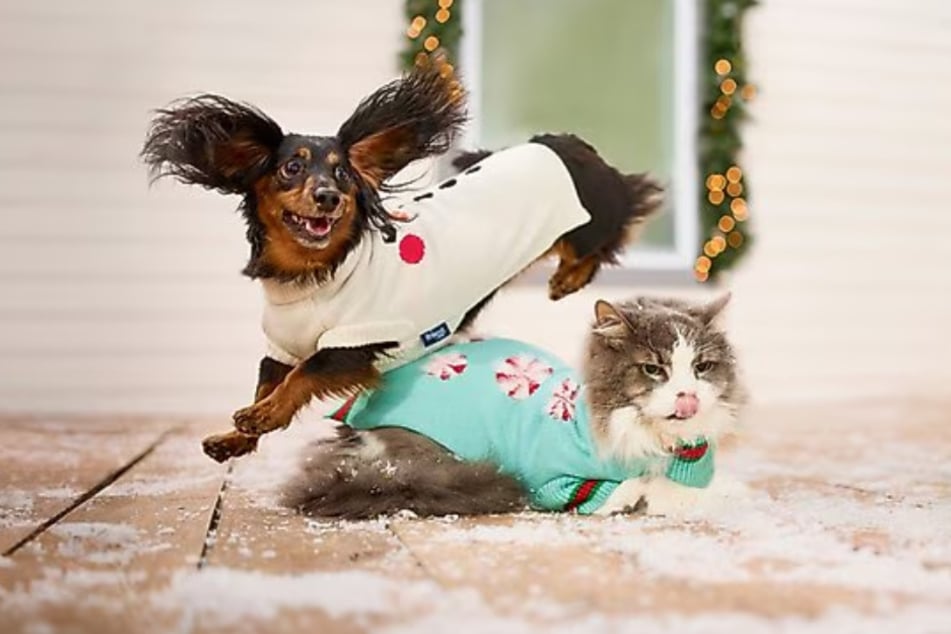 Hop into these amazing pet deals at Chewy this Saturday, November 1