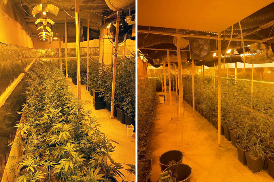 Die Beamten stellten insgesamt rund 945 Cannabis-Pflanzen sicher.