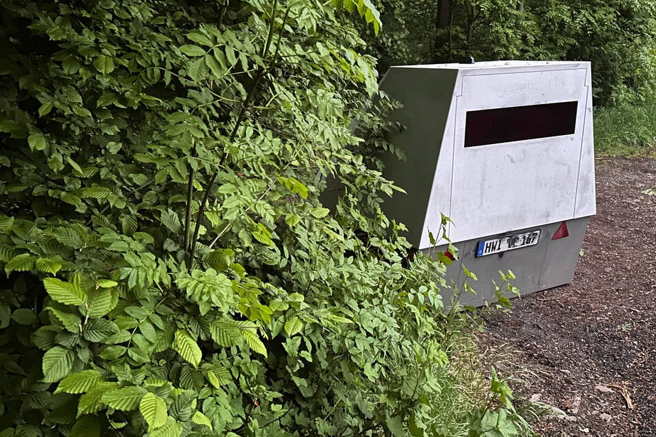 Ein Meister der Tarnung: Superblitzer versteckt sich im Wald