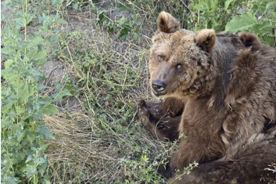 Ende einer Ära: Torgauer Bären-Oma Jette wurde mit 35 Jahren eingeschläfert