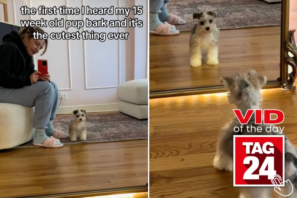 This pup discovered her bark when she saw her reflection for the first time in the mirror!