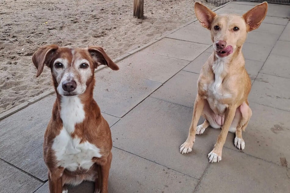 Lachana (l.) und Grisha haben bisher wahrscheinlich immer zusammengelebt.