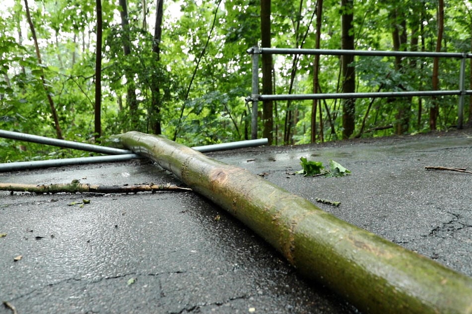 Auf dem Gutsweg in Chemnitz-Altendorf krachte ein Baum auf die Straße.