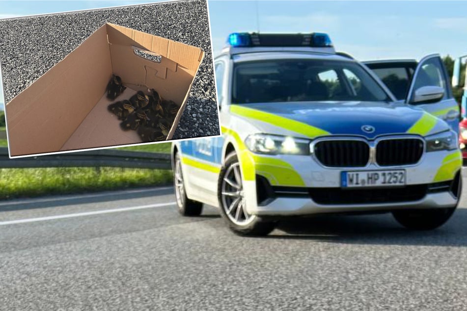 Der Polizei gelang es, die zehn Entenküken sicher zu bergen - die Mutter der Jungtiere starb bei dem Ausflug auf die A67 jedoch.