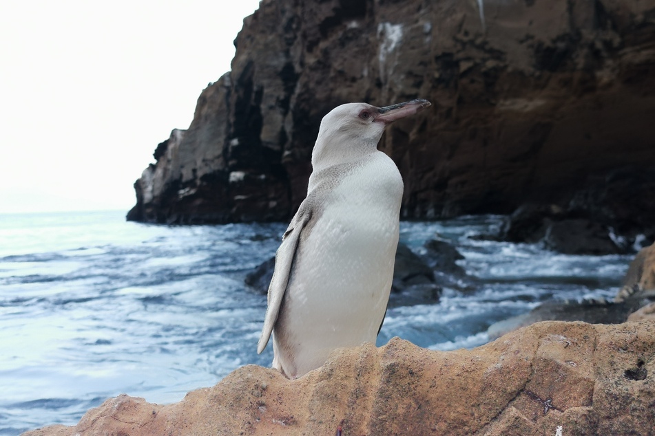 Ein Touristenführer erspähte den weißen Pinguin auf der Insel Isabela.