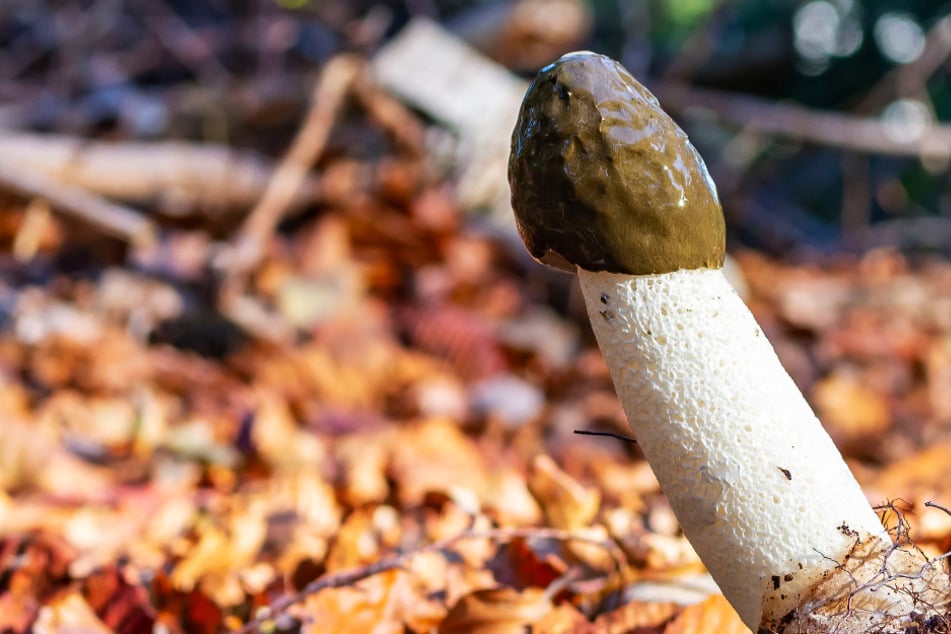 Pilze penis Fungi Perfecti