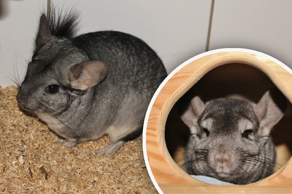 Die Chinchillas Rocky (l.) und Louise suchen ein gemeinsames Zuhause.