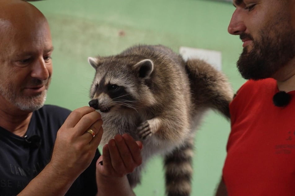 Detlef Stevens (56, l.) füttert gemeinsam mit Scheidl die Waschbären im Tierschutzhaus Vösendorf.