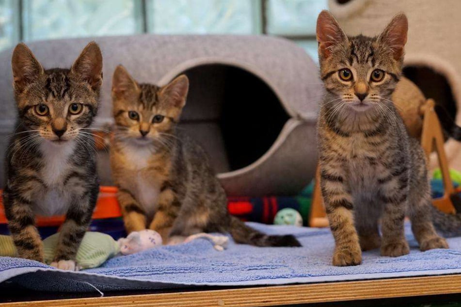 Sechs verspielte Kitten suchen ein Zuhause: Wer gibt zwei von ihnen eine Chance?