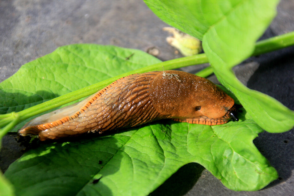 Eine Große Wegschnecke ist das Schreckgespenst schlechthin bei feuchtem Wetter. (Symbolfoto)